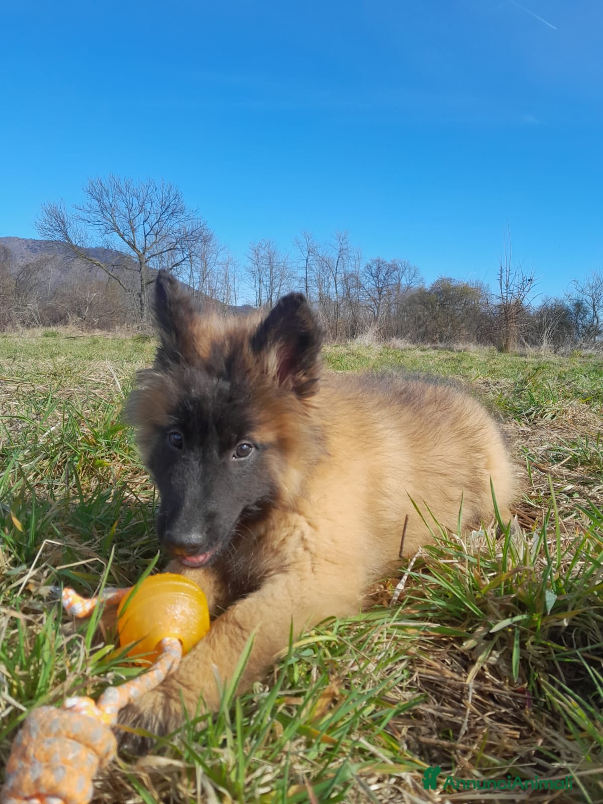 Pastore Belga cani Pastore Belga Malinois  - Annuncio 5