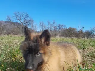 Pastore Belga cani Pastore Belga Malinois - Annuncio 5