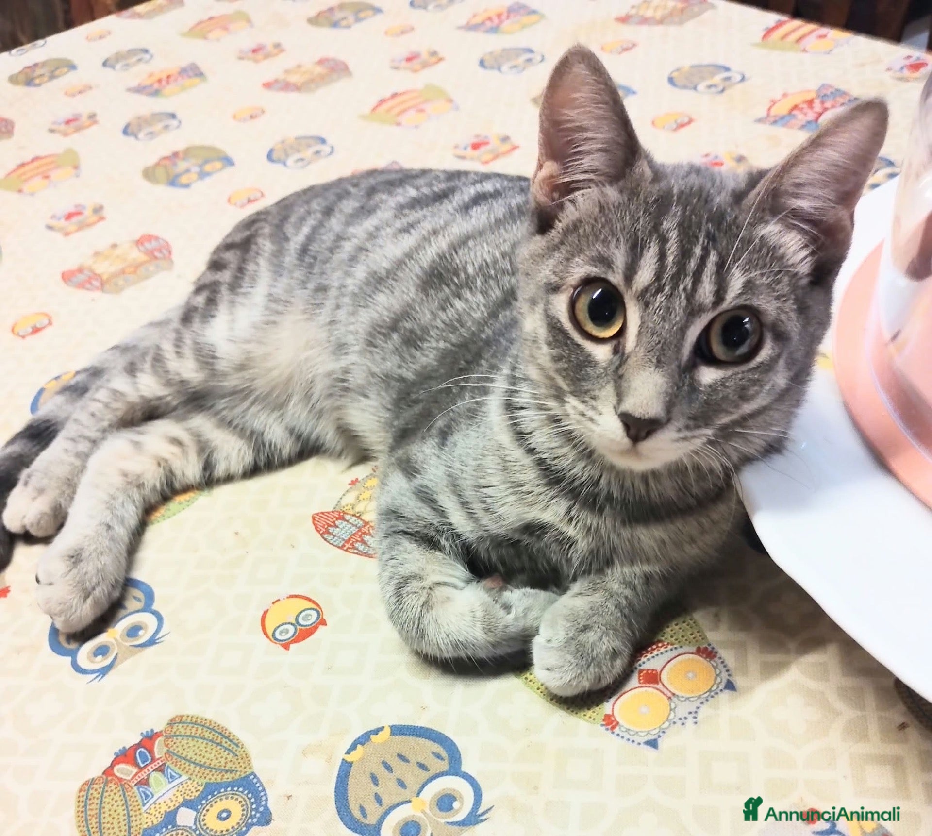 Europeo gatti in regalo: Yuki gattina 5 mesi testata  - Annuncio 2