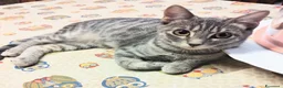 Europeo gatti in regalo: Yuki gattina 5 mesi testata  a Città metropolitana di Roma Capitale - Annuncio 1