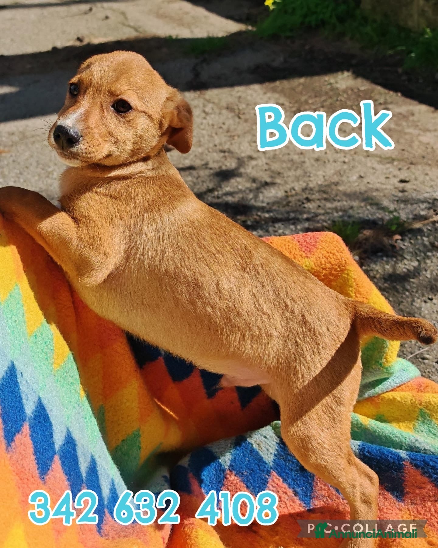 Meticcio cani BACK 💙 - cucciolo adorabile, futura taglia media a Provincia di Pavia - Annuncio 39