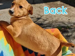 Meticcio cani BACK 💙 - cucciolo adorabile, futura taglia media a Provincia di Pavia - Annuncio 39