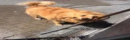 Meticcio cani in regalo: DIOR BELLISSIMO  - Annuncio 4