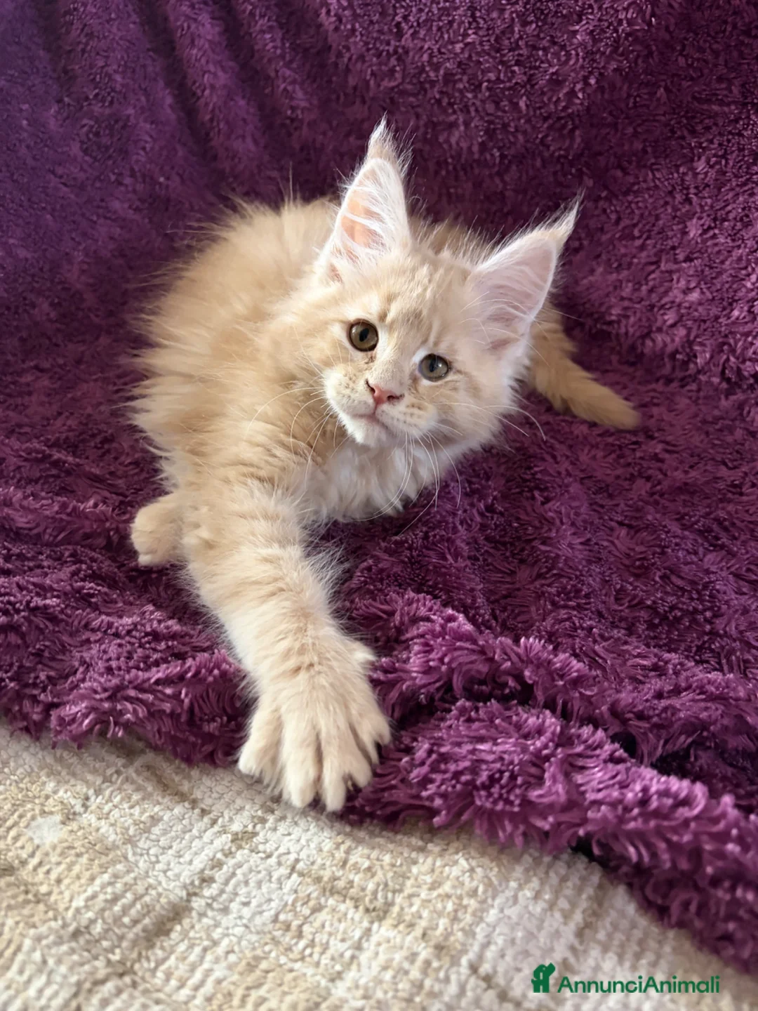 Maine Coon gatti in vendita: Cucciolo maschio Maine coon  - Annuncio 8