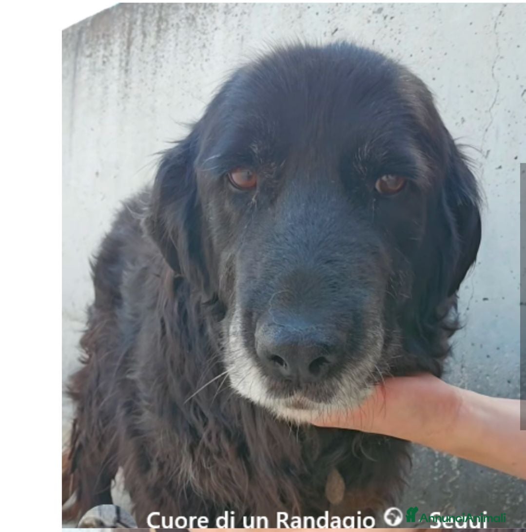 Meticcio cani Nonna camelia - Annuncio 36