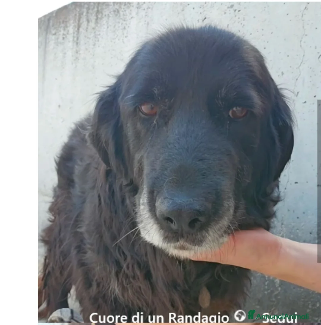 Meticcio cani in regalo: Nonna camelia - Annuncio 1