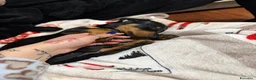 Bassotto cani in vendita: Bassotto nero focato  - Annuncio 4