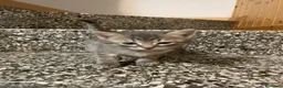 Meticcio gatti in vendita: Gattino grigio  - Annuncio 2
