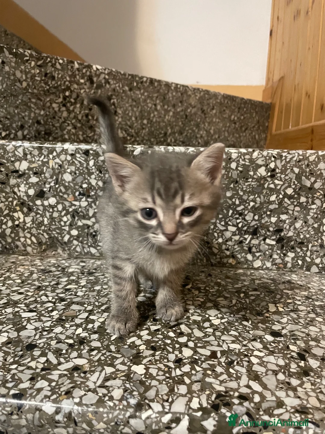 Meticcio gatti in vendita: Gattino grigio  - Annuncio 2