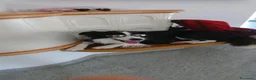 Border Collie cani per accoppiamento: border collie maschio per accoppiamento a Provincia di Sondrio - Annuncio 4