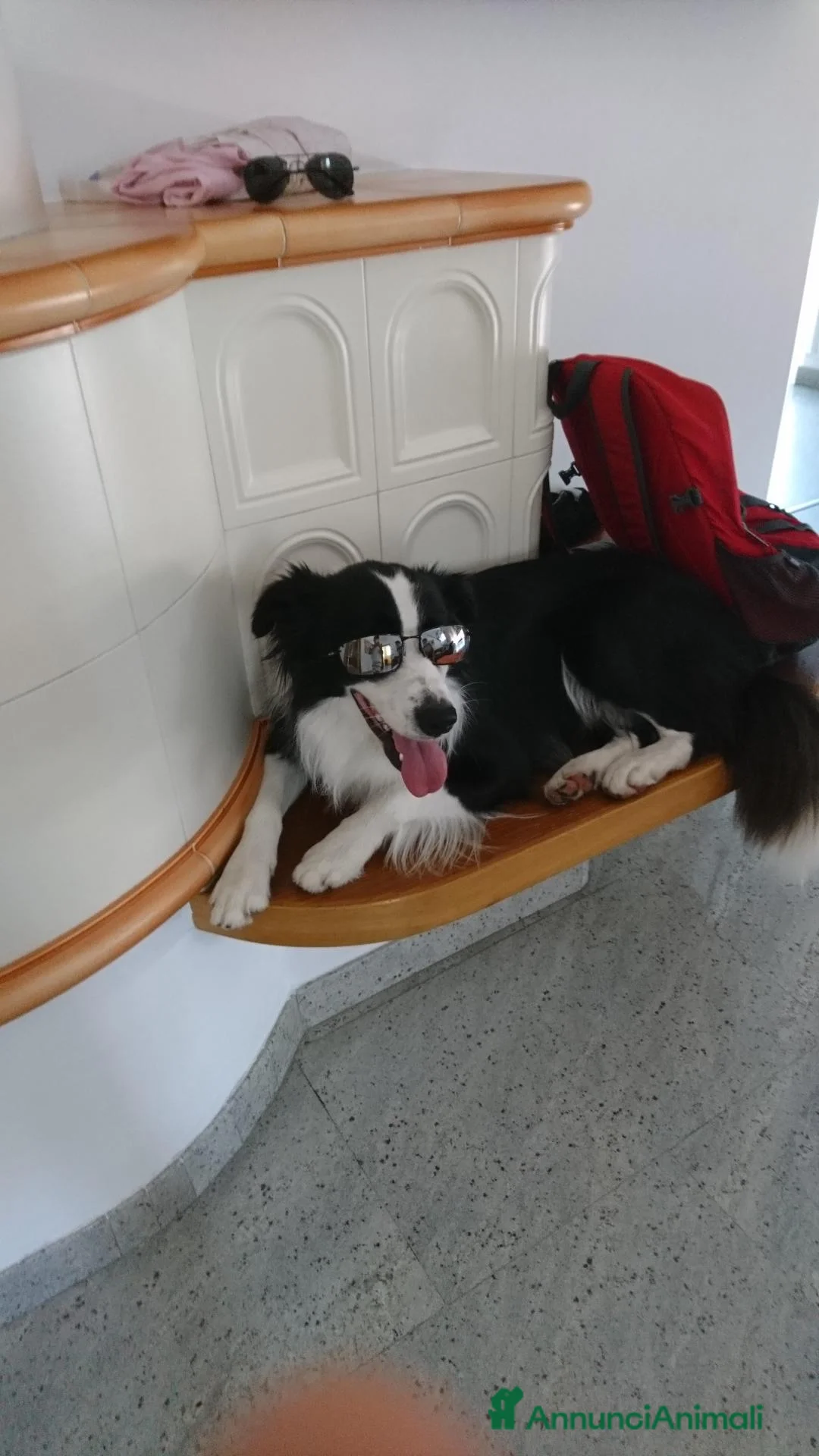 Border Collie cani per accoppiamento: border collie maschio per accoppiamento a Provincia di Sondrio - Annuncio 4