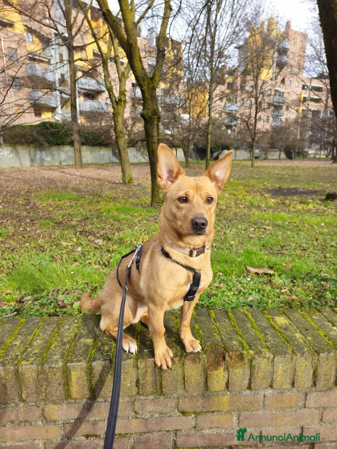 Meticcio cani in regalo: Tenera cagnolina in adozione! - Annuncio 3