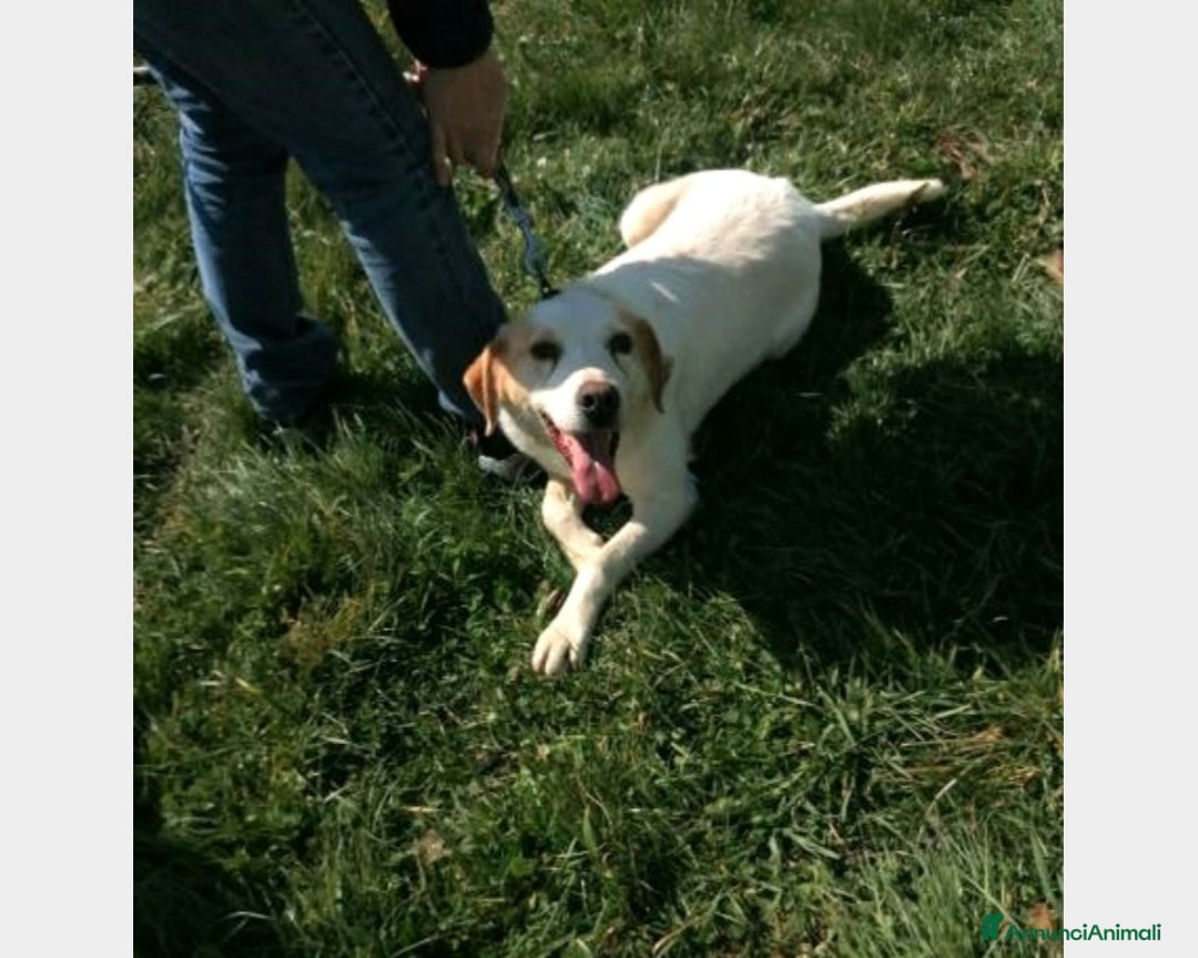 Meticcio cani in regalo: LALO, cane meticcio labrador Maschio a Latina - Annuncio 1