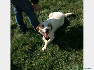Meticcio cani LALO, cane meticcio labrador Maschio a Latina - Annuncio 33