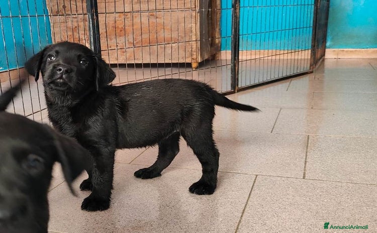 Labrador cani - Annuncio 18