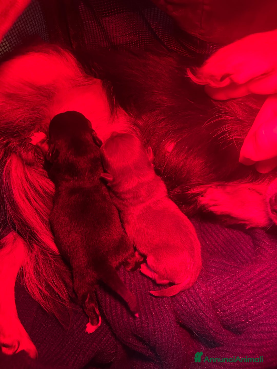 Chihuahua cani in vendita: Chihuahua pedigree Enci  - Annuncio 3