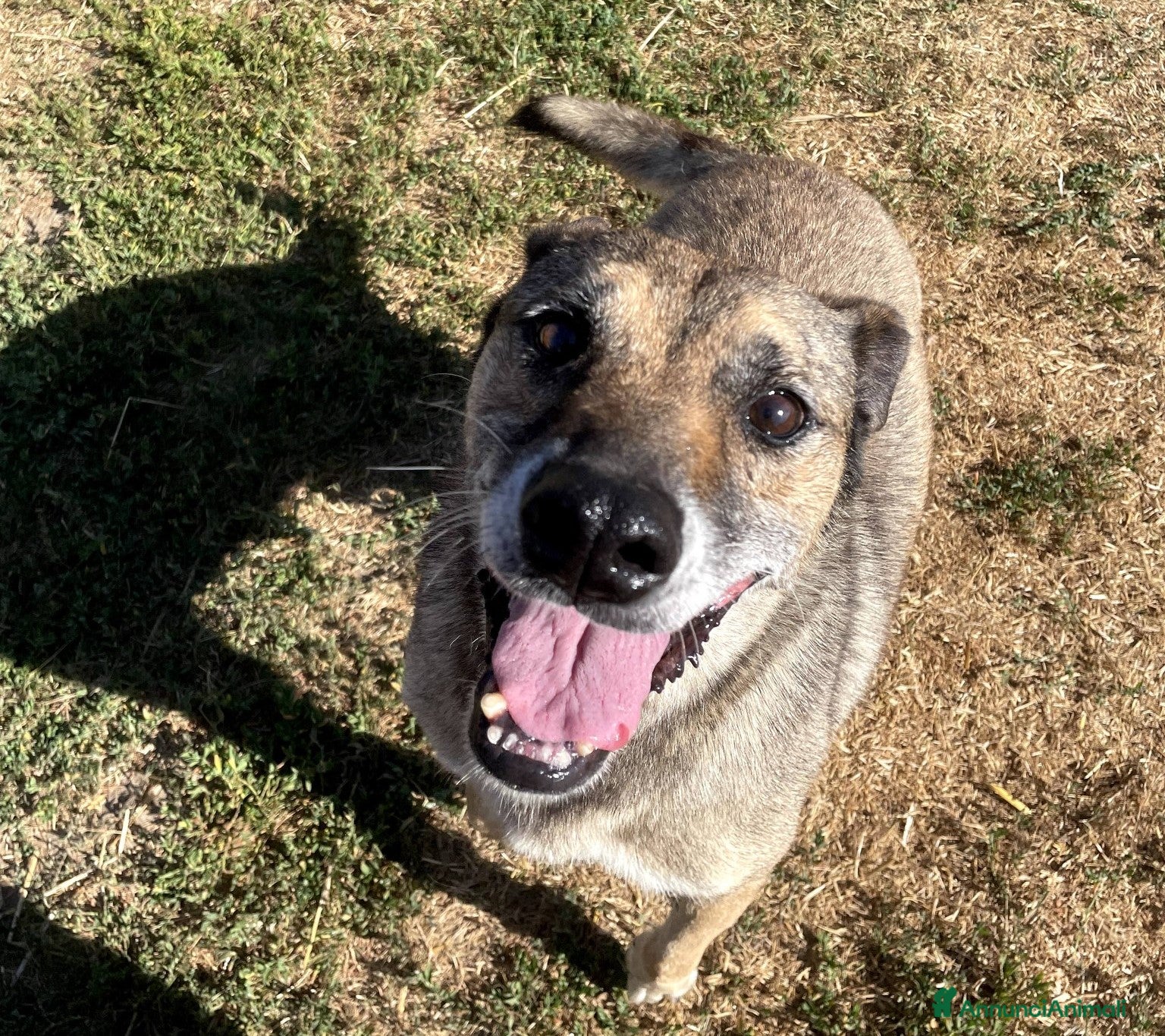 Meticcio cani FRANZ, regaliamogli un futuro - Annuncio 2