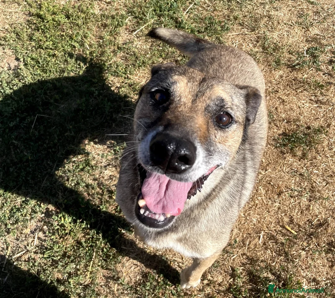 Meticcio cani in regalo: FRANZ, regaliamogli un futuro - Annuncio 2