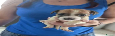 Jack Russell 4