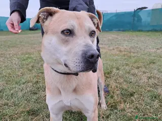 Altre razze cani aaron - Annuncio 9