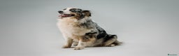 Australian Shepherd cani in vendita: Cuccioli Australian Shepherd / Pastore Australiano - Annuncio 12