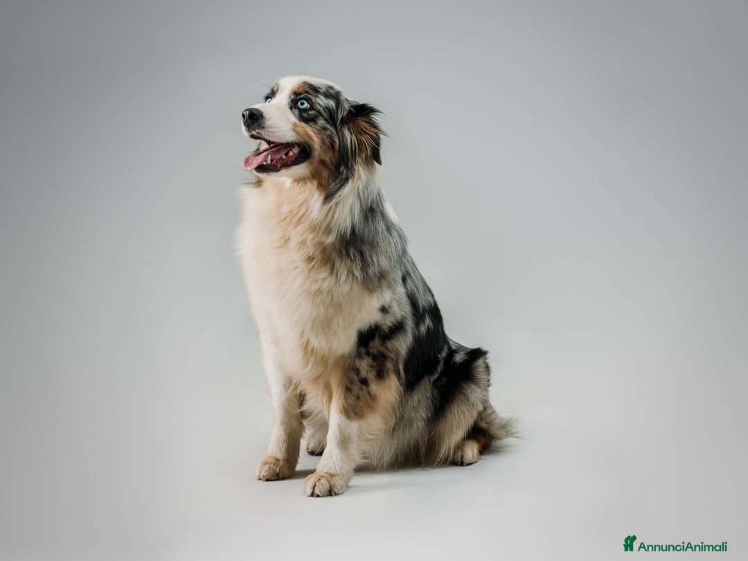 Australian Shepherd cani in vendita: Cuccioli Australian Shepherd / Pastore Australiano - Annuncio 12