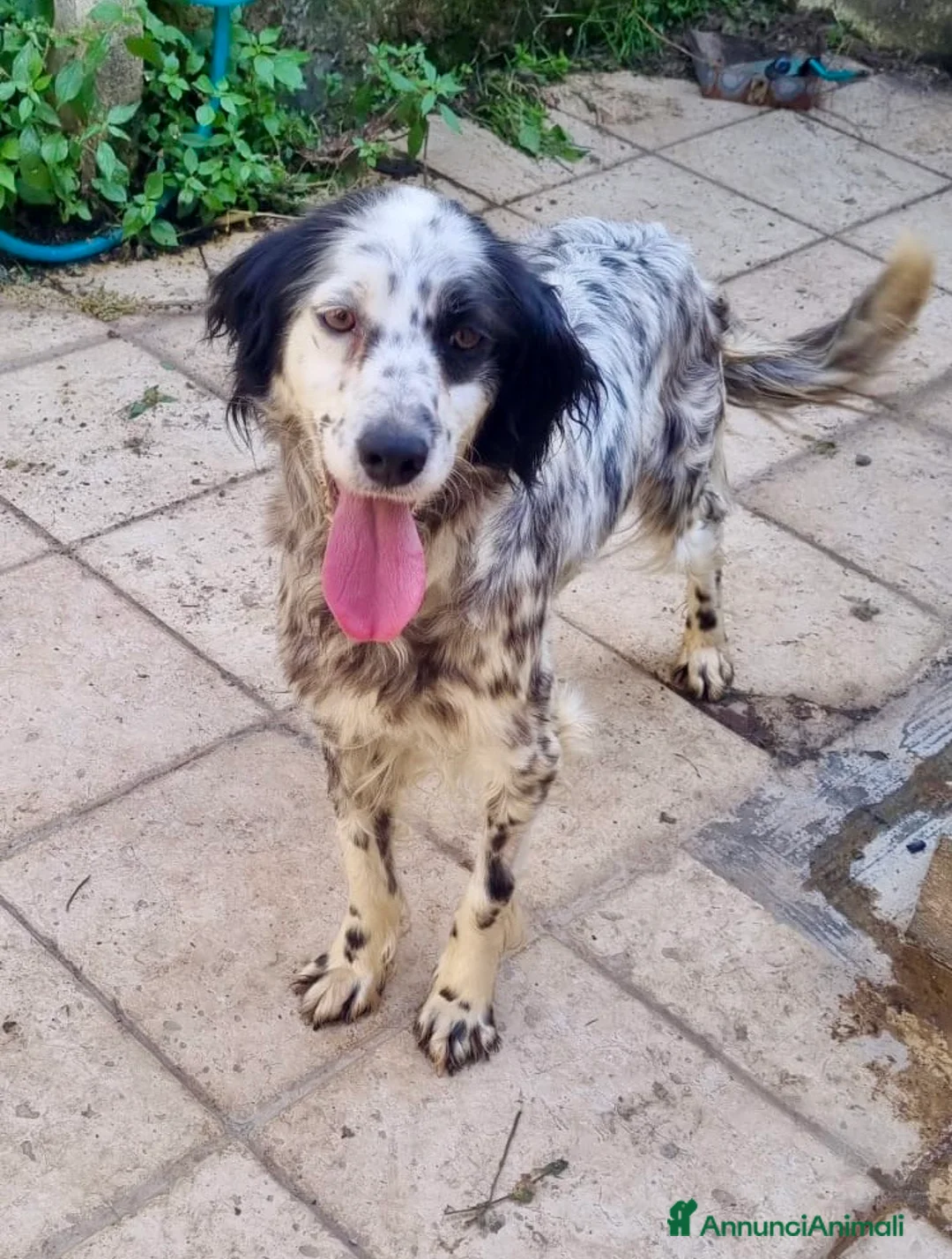 Meticcio cani in regalo: Dada  - Annuncio 2