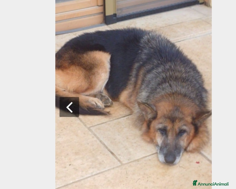 Meticcio cani Pastore femmina docile mollata anziana.Lomba a Milano - Annuncio 24