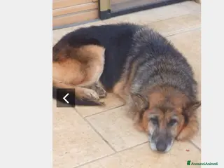 Meticcio cani Pastore femmina docile mollata anziana.Lomba a Milano - Annuncio 24