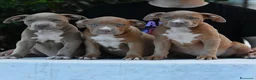 American Bully cani in vendita: American Bully XL. - Annuncio 3