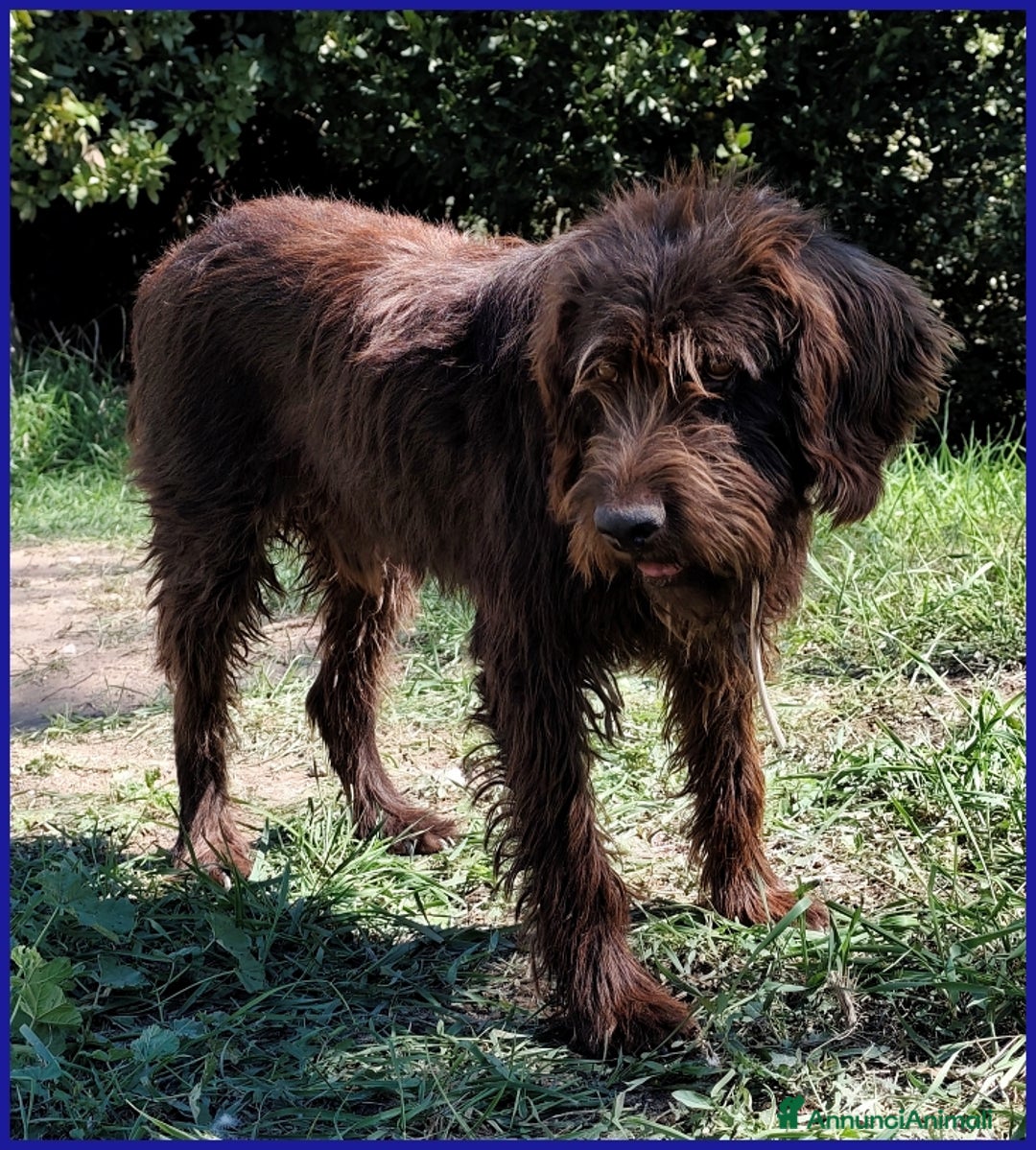 Meticcio cani in regalo: SPELACCHIO, FERITO NEL CORPO E NELL'ANIMA, MERITA  - Annuncio 10