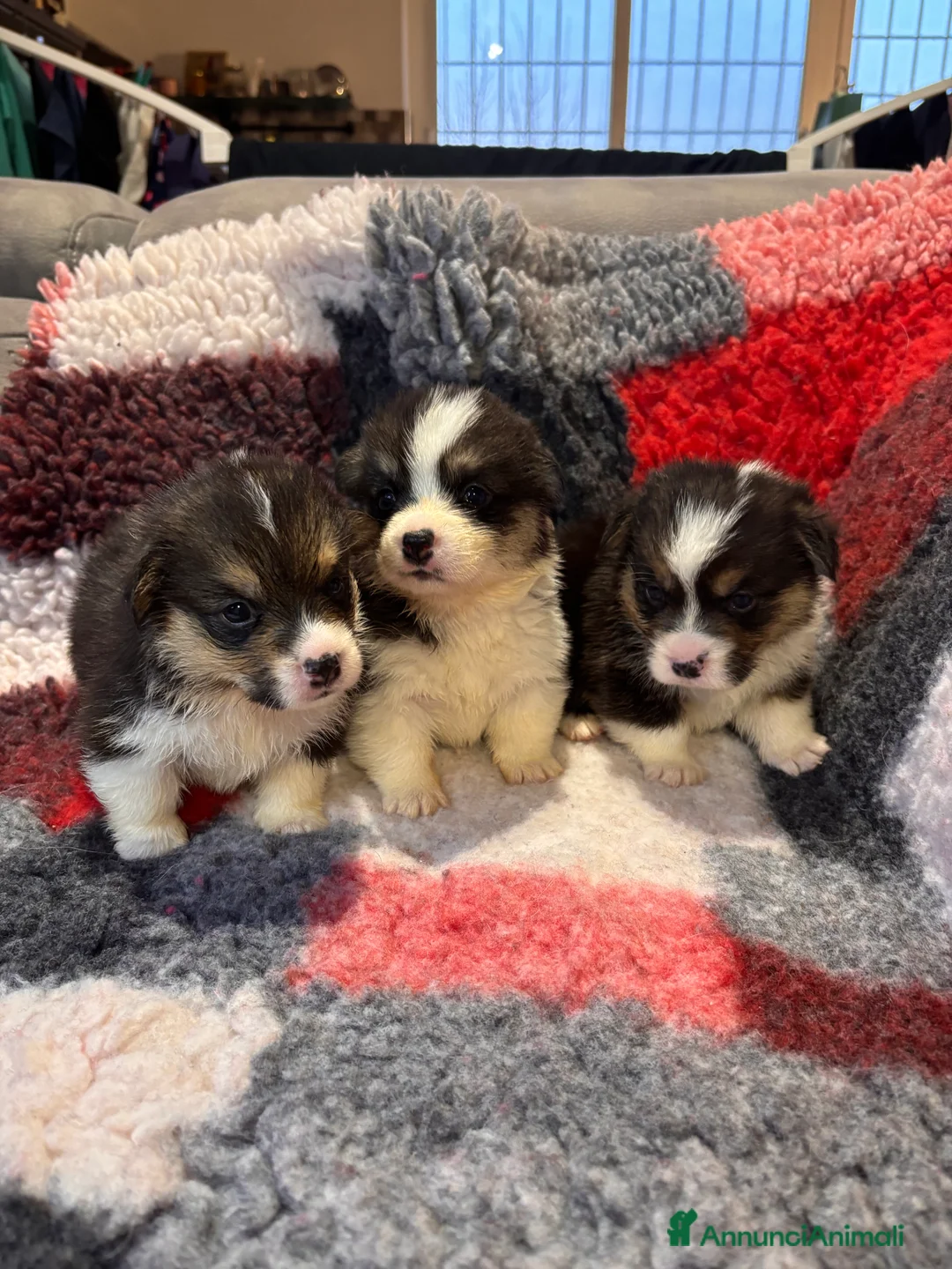 Corgi Pembroke cani in vendita: Welsh corgi Pembroke  a Città metropolitana di Roma Capitale - Annuncio 10