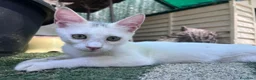 Europeo gatti in regalo: Gattina bianca 3 mesi - Annuncio 5