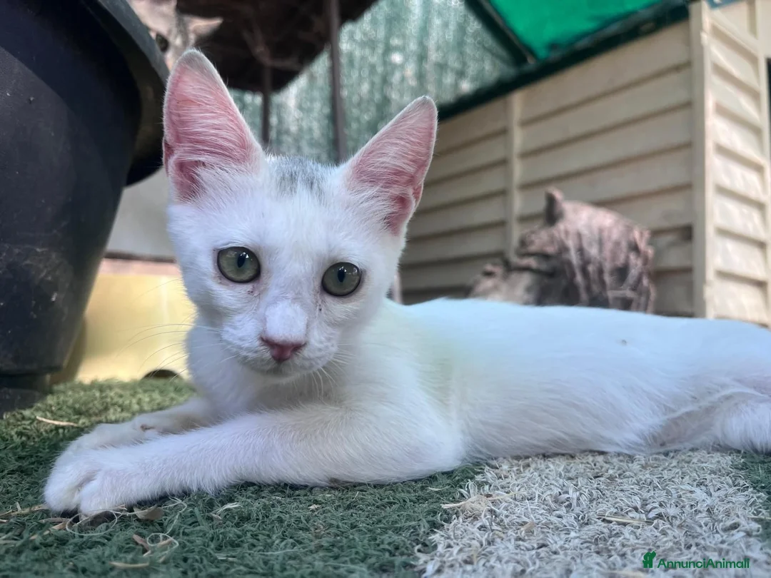 Europeo gatti in regalo: Gattina bianca 3 mesi - Annuncio 5