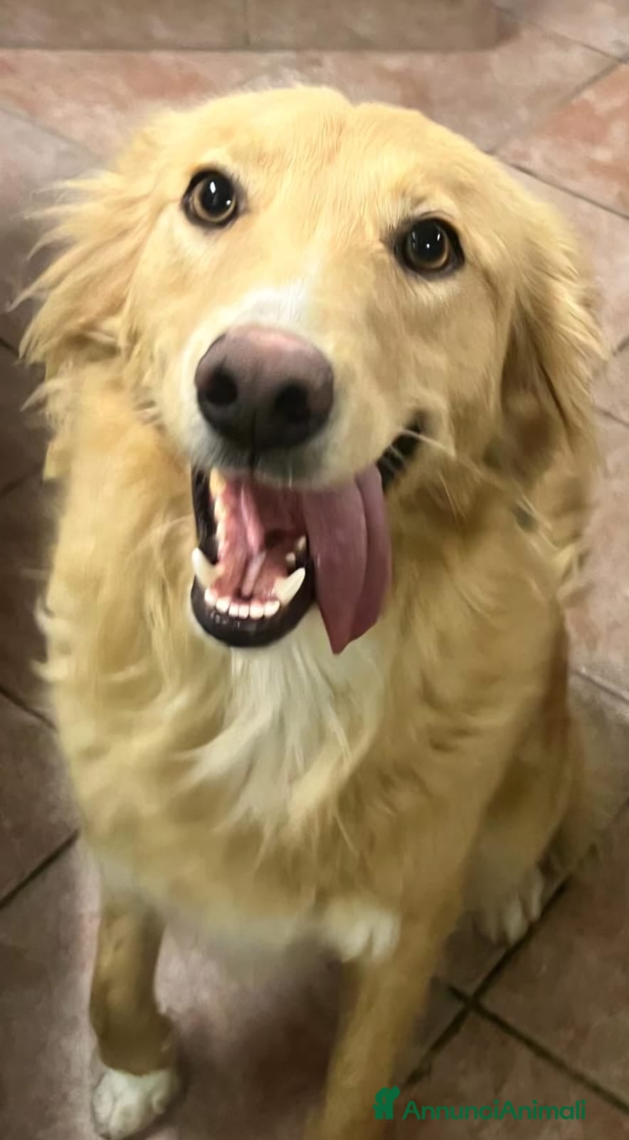 Meticcio cani Fly 18mesi tg media tolta da 1lager SICILIA SOS - Annuncio 2