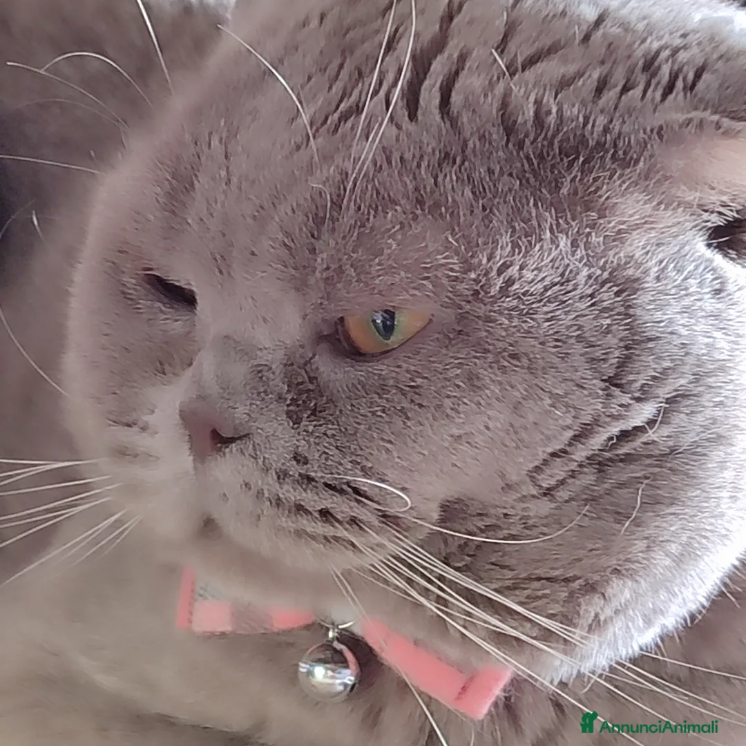 Scottish gatti per accoppiamento: Bronson vuole allargare la famiglia a Città Metropolitana di Bologna - Annuncio 18