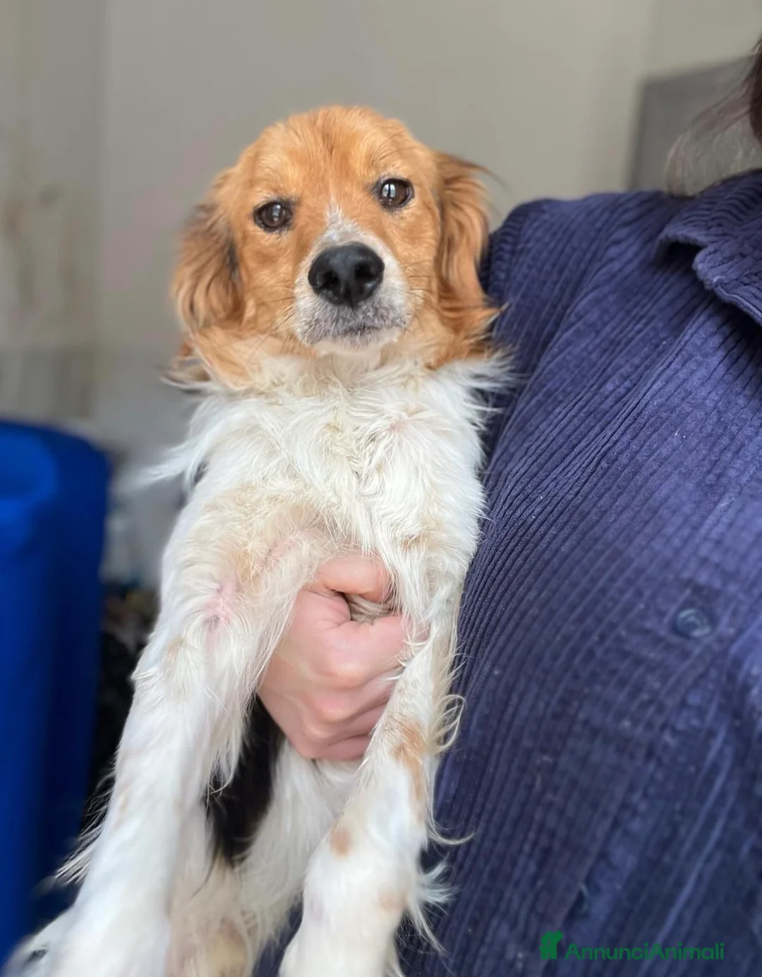 Kooikerhondje cani in regalo: Un anno, taglia medio piccola .  - Annuncio 2