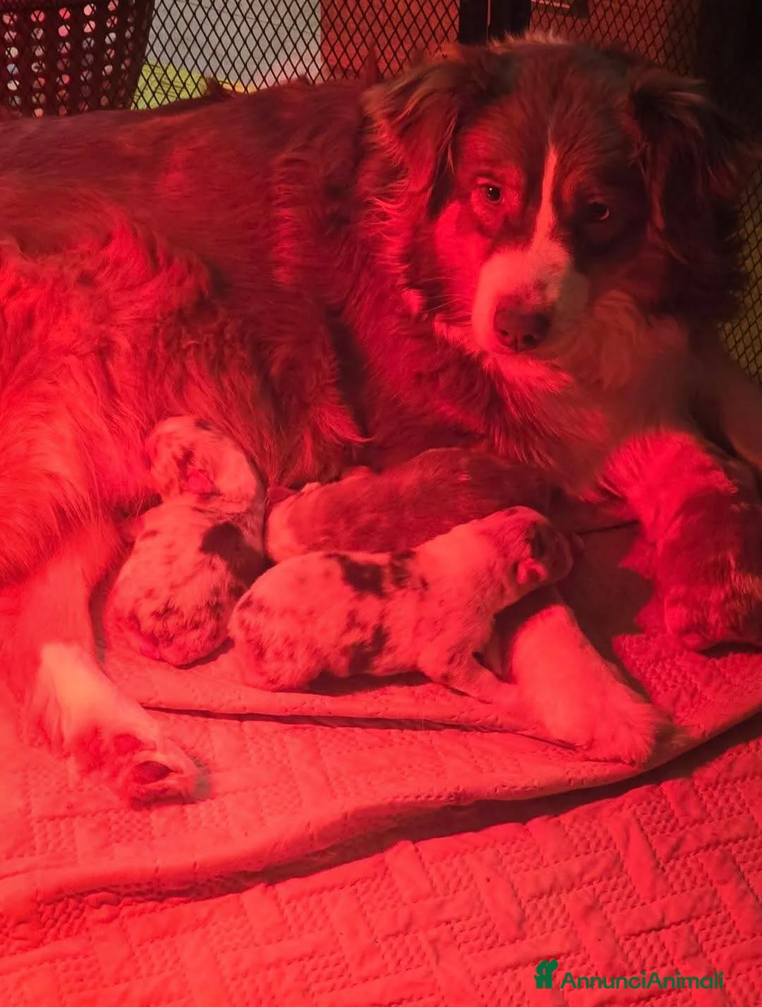 Australian Shepherd cani in vendita: cuccioli pastore australiano pedigree enci/fci - Annuncio 1