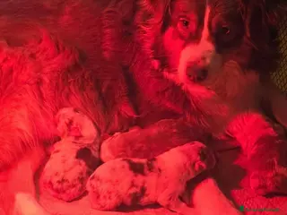 Australian Shepherd cani cuccioli pastore australiano pedigree enci/fci - Annuncio 8