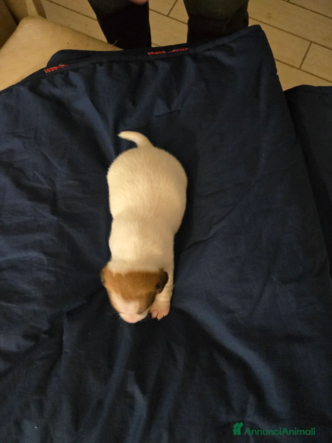 Jack Russell cani in vendita: Cuccioli Jack russell terrier - Annuncio 14
