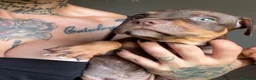 Pitbull cani in vendita: Cuccioli di Pit Bull con Pedigree anche a rate - Annuncio 9