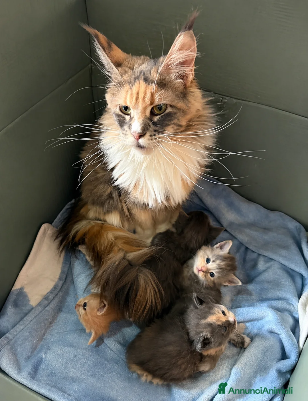 Maine Coon gatti in vendita: Cuccioli Maine coon con pedigree  a Provincia di Cremona - Annuncio 7