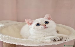 Scottish gatti in vendita: Scottish  a Provincia di Pavia - Immagine 9