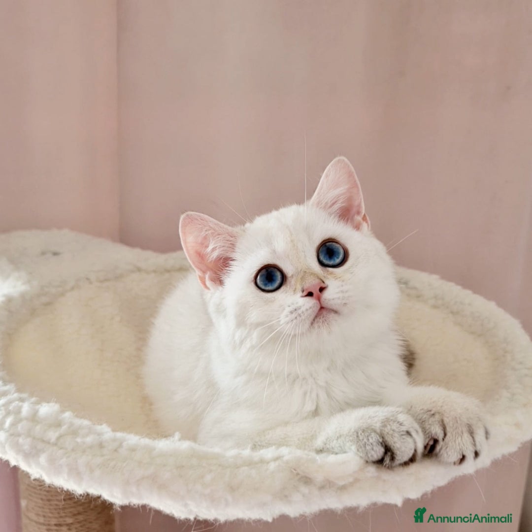 Scottish gatti in vendita: Scottish  a Provincia di Pavia - Immagine 9