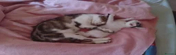 Meticcio gatti in regalo: Gattini  - Annuncio 6