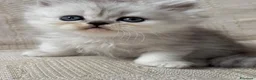Persiano gatti in vendita: Gattini cuccioli persiano  - Annuncio 8