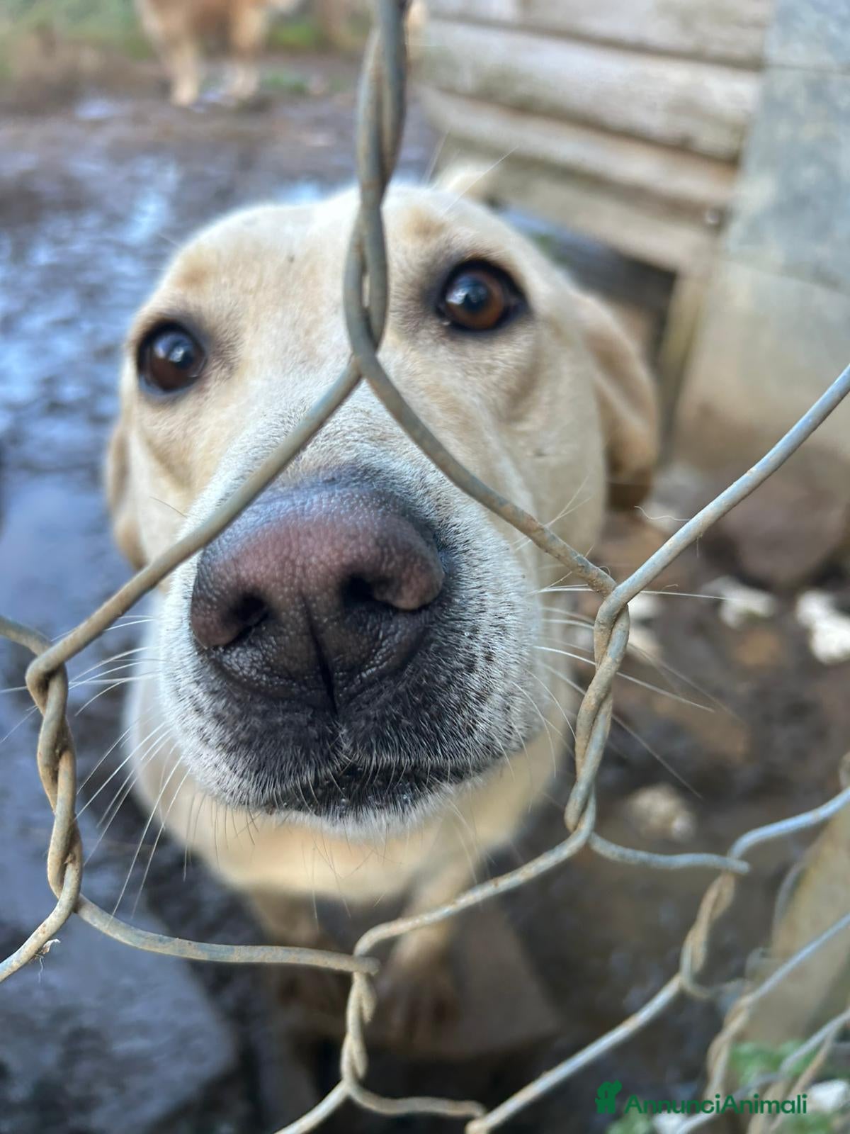 Meticcio cani Sonia splendida simil Labrador cerca casa  - Annuncio 3