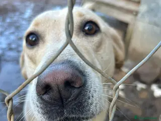 Meticcio cani Sonia splendida simil Labrador cerca casa - Annuncio 3