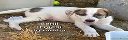Meticcio cani in regalo: ADOTTA UN CUCCIOLO  a Provincia di Reggio Emilia - Annuncio 8
