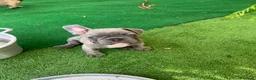 Bulldog Francese cani in vendita: Cuccioli bulldog francese esotici  a Libero consorzio comunale di Siracusa - Annuncio 14